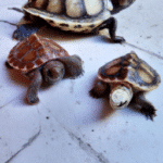 Cómo diferenciar el género de una tortuga en pocos pasos.