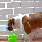 Cómo hidratar a un perro con problemas renales de manera efectiva.