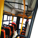 Cómo llegar al Reino Animal usando transporte público.