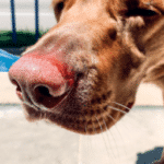 Cómo mantener hidratada la nariz de tu perro: Consejos útiles.