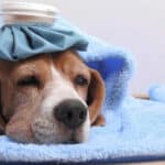 Cómo detectar la fiebre en perros de manera efectiva.
