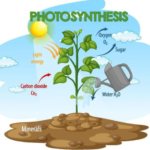 Los Productos de la Fotosíntesis: Qué se Obtiene al Final