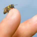 Aliviar el dolor de una picadura de abeja en unos pasos.