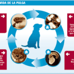 Eliminar pulgas en perros: Consejos efectivos.